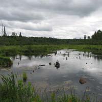 wetland