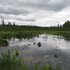 wetland